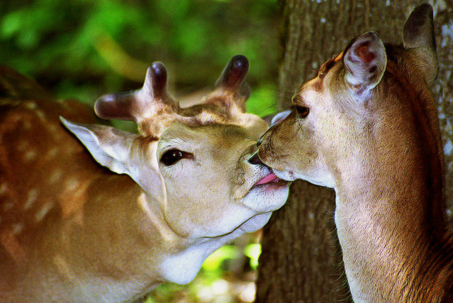 Весенний поцелуй
