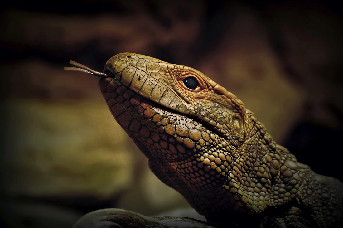 Не подходи,укушу!