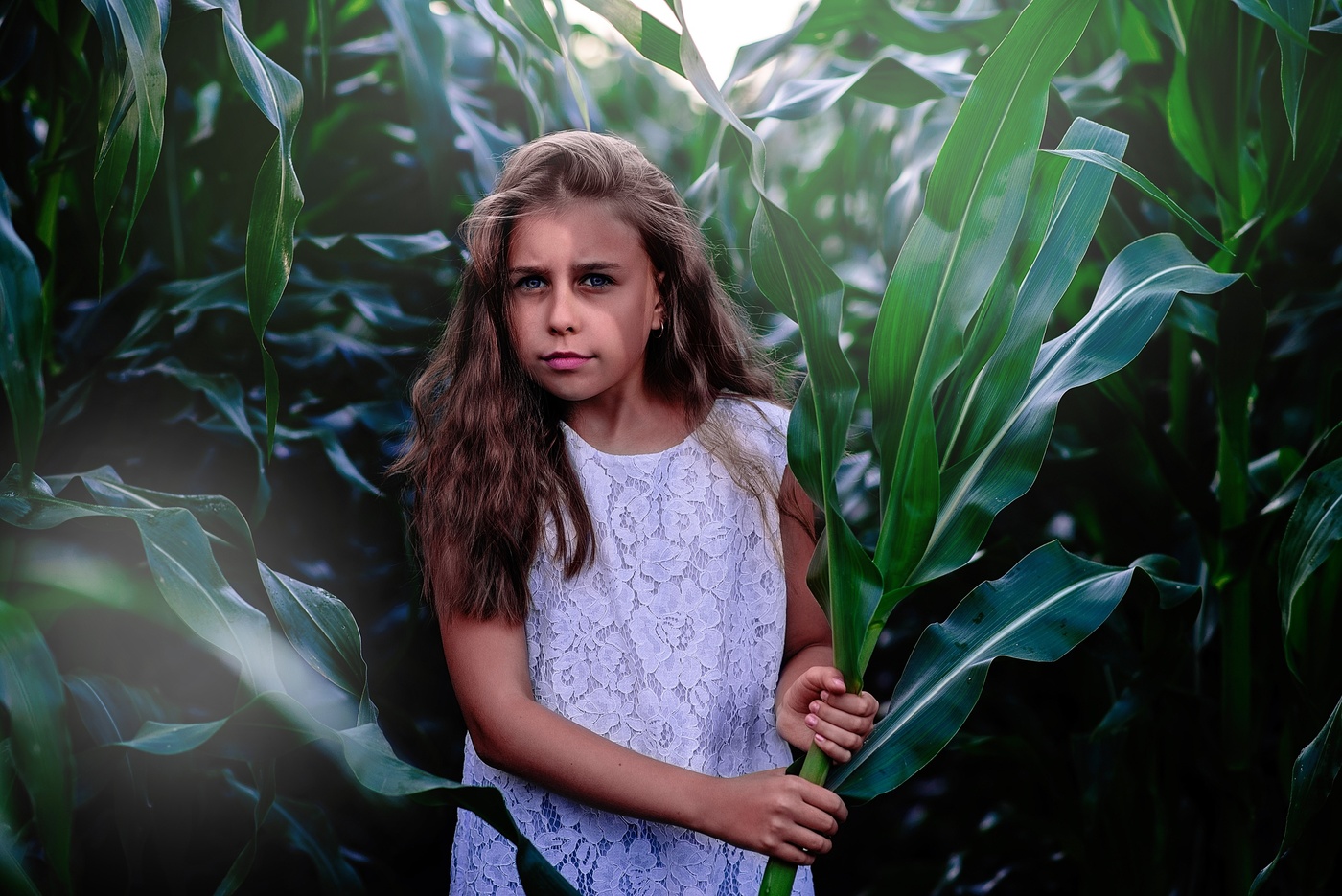 В зарослях кукурузы