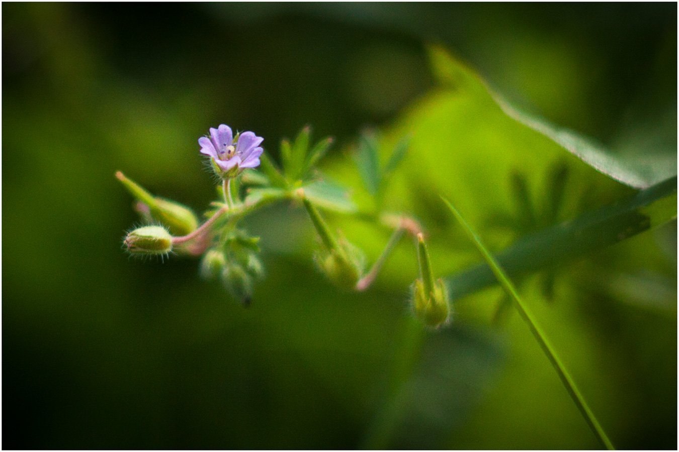 Цветок для Дюймовочки