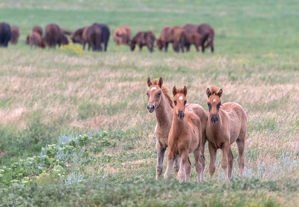 Три звездочки