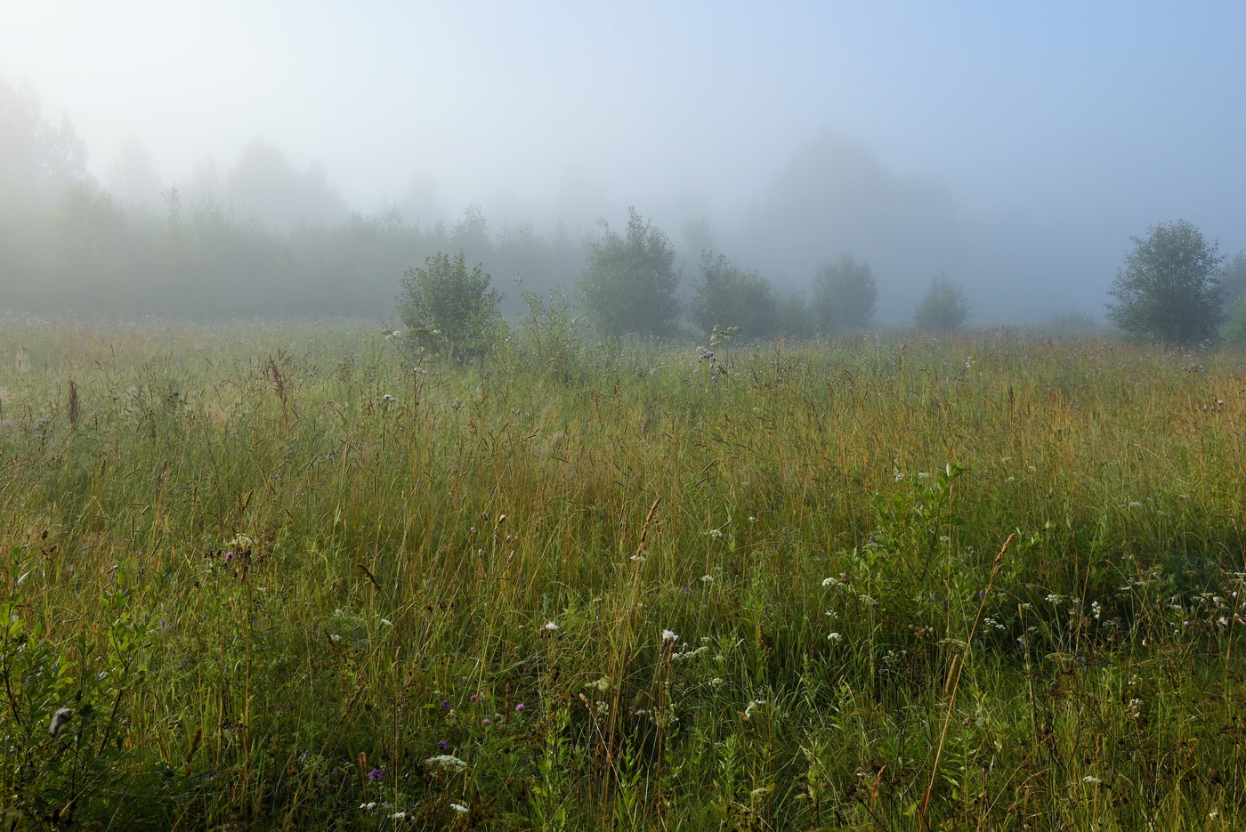 "Утро раннее. Туман ..."