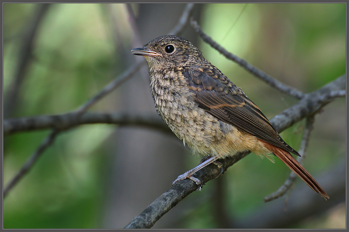 Горихвостка