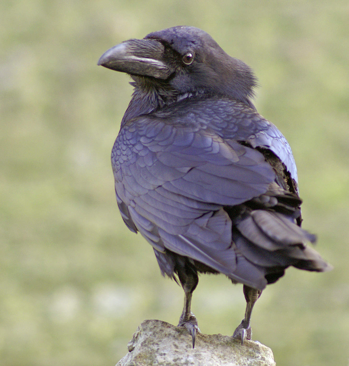 Строго говоря