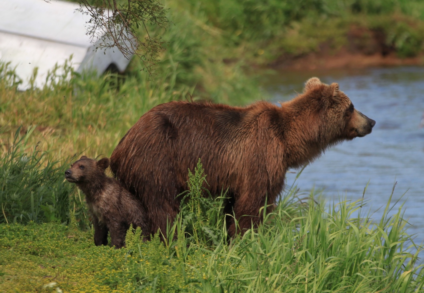 Мишкино детство
