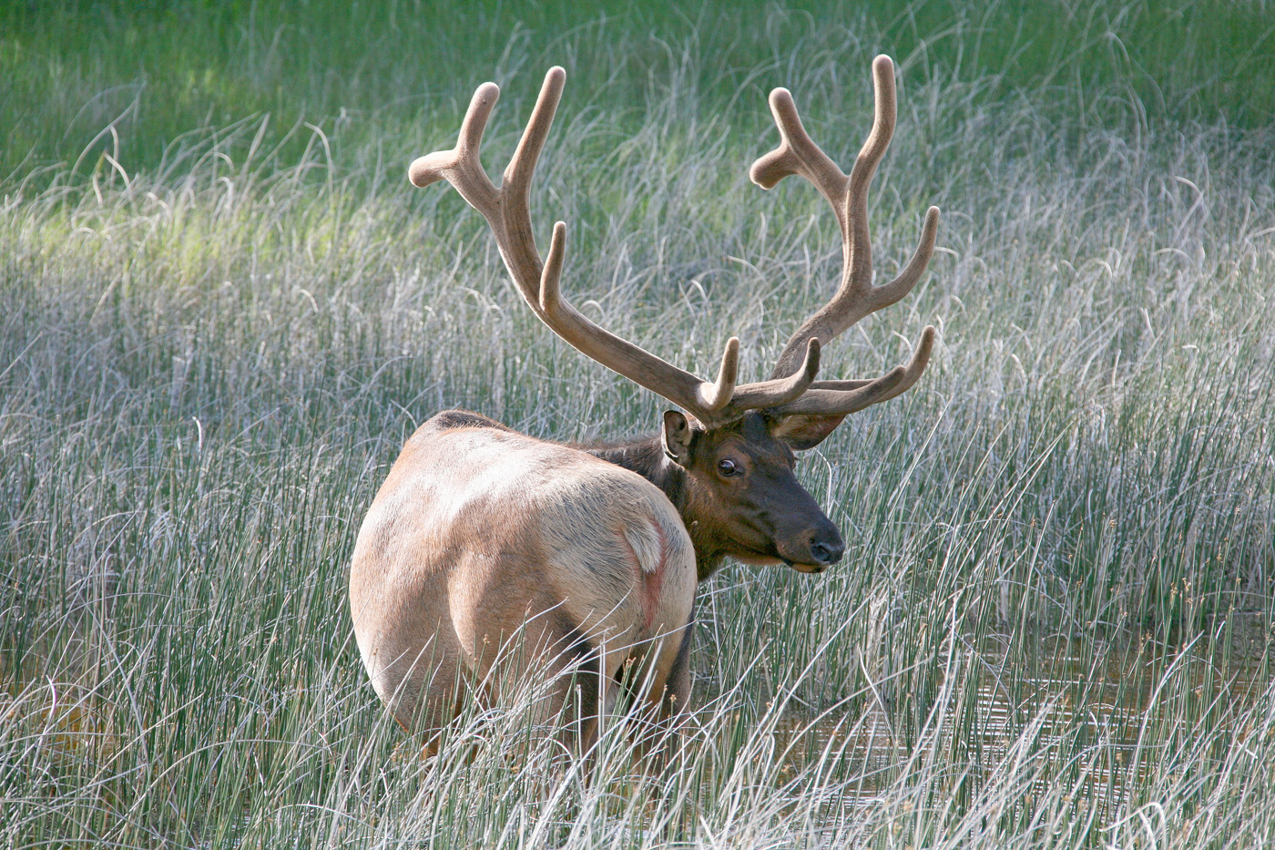 "Он оглянулся посмотреть не оглянулся ли я..."