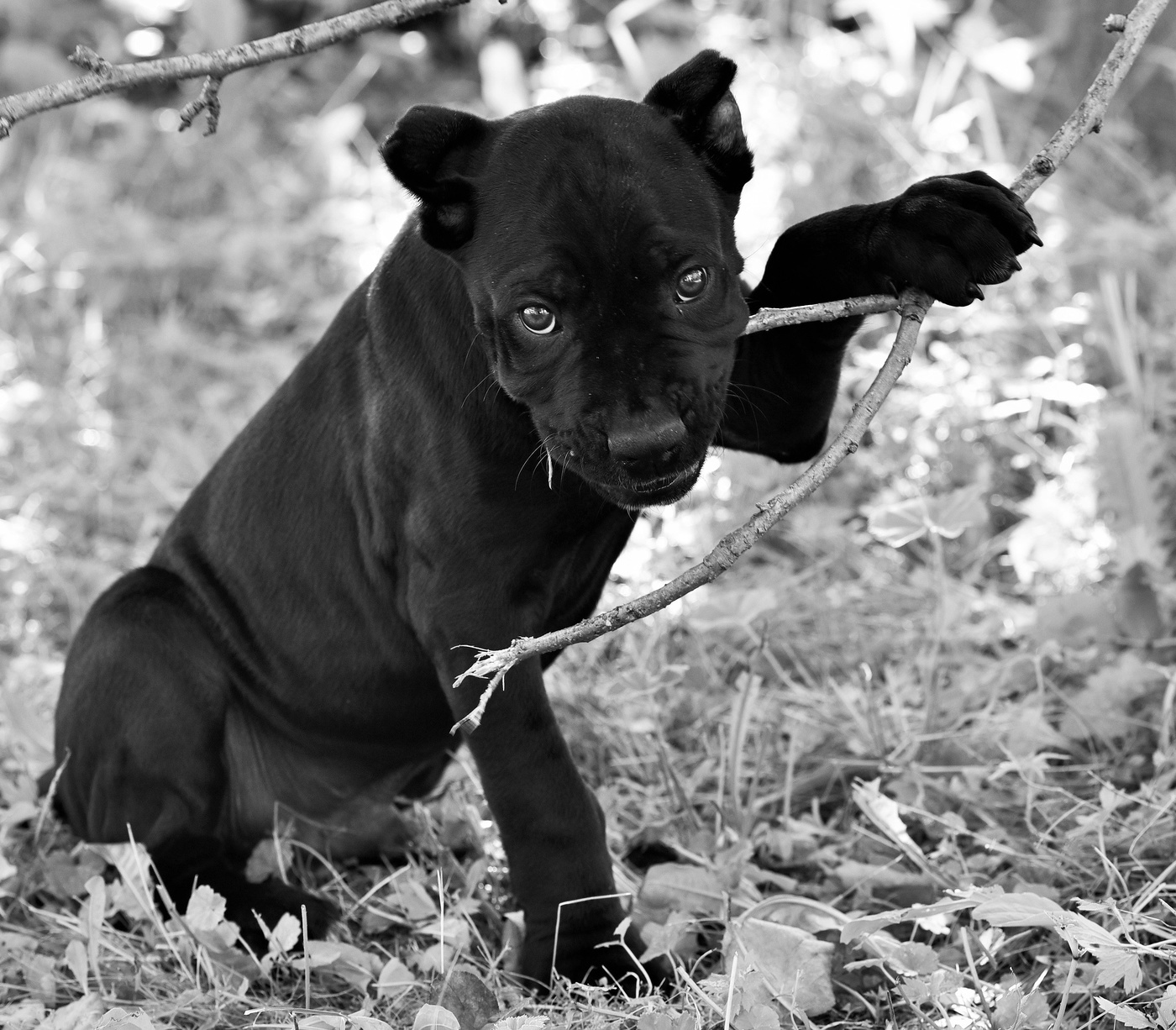 "Мой ласковый и нежный зверь ..."