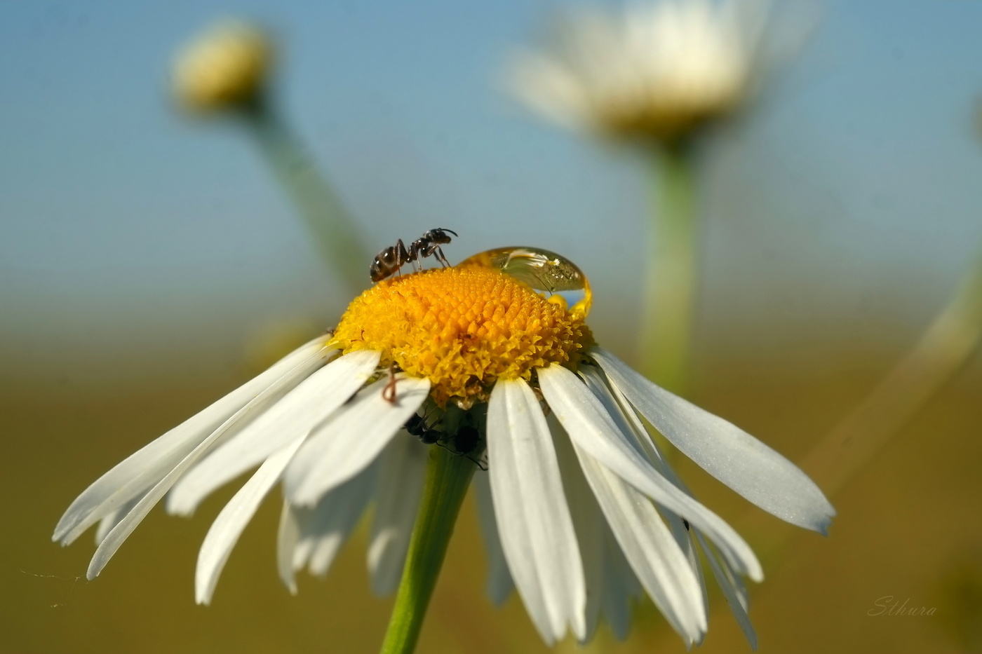 На ромашке.