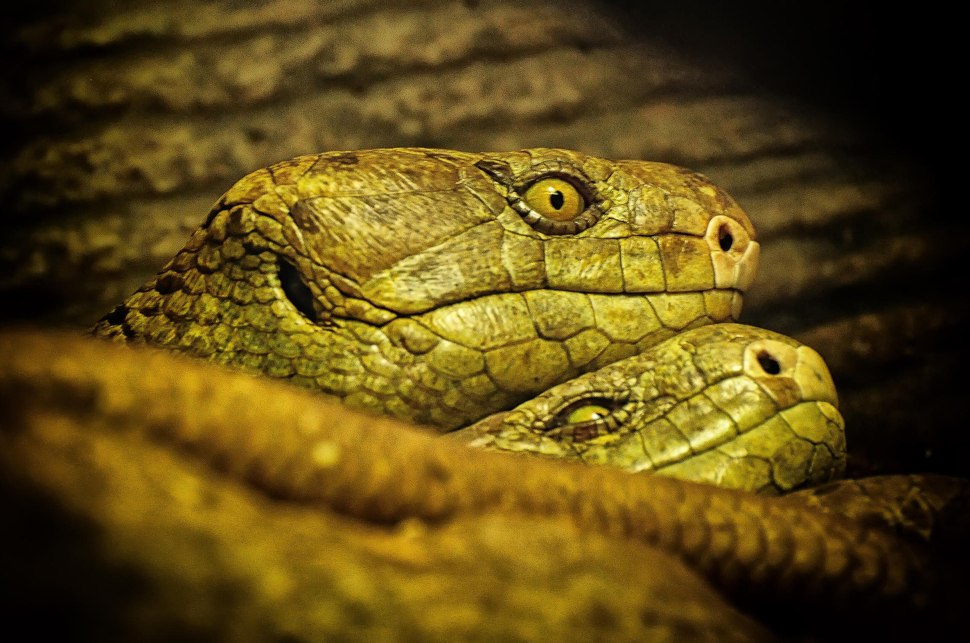 Это-любовь!