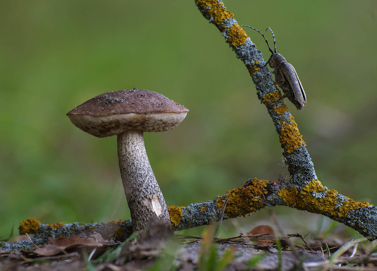 Картинка из леса.