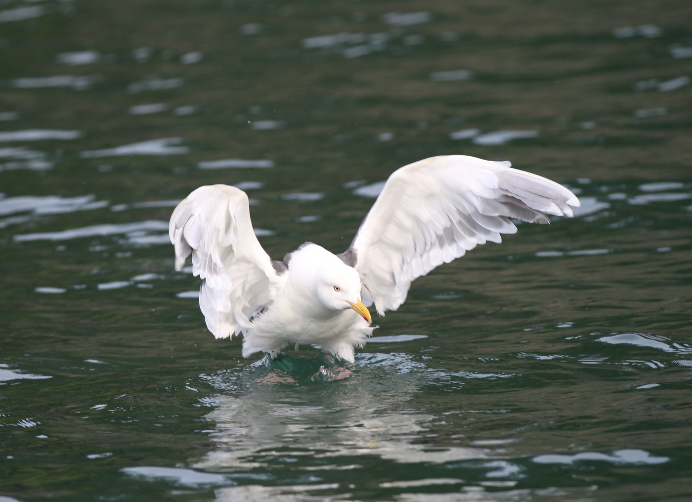 Азарт погони