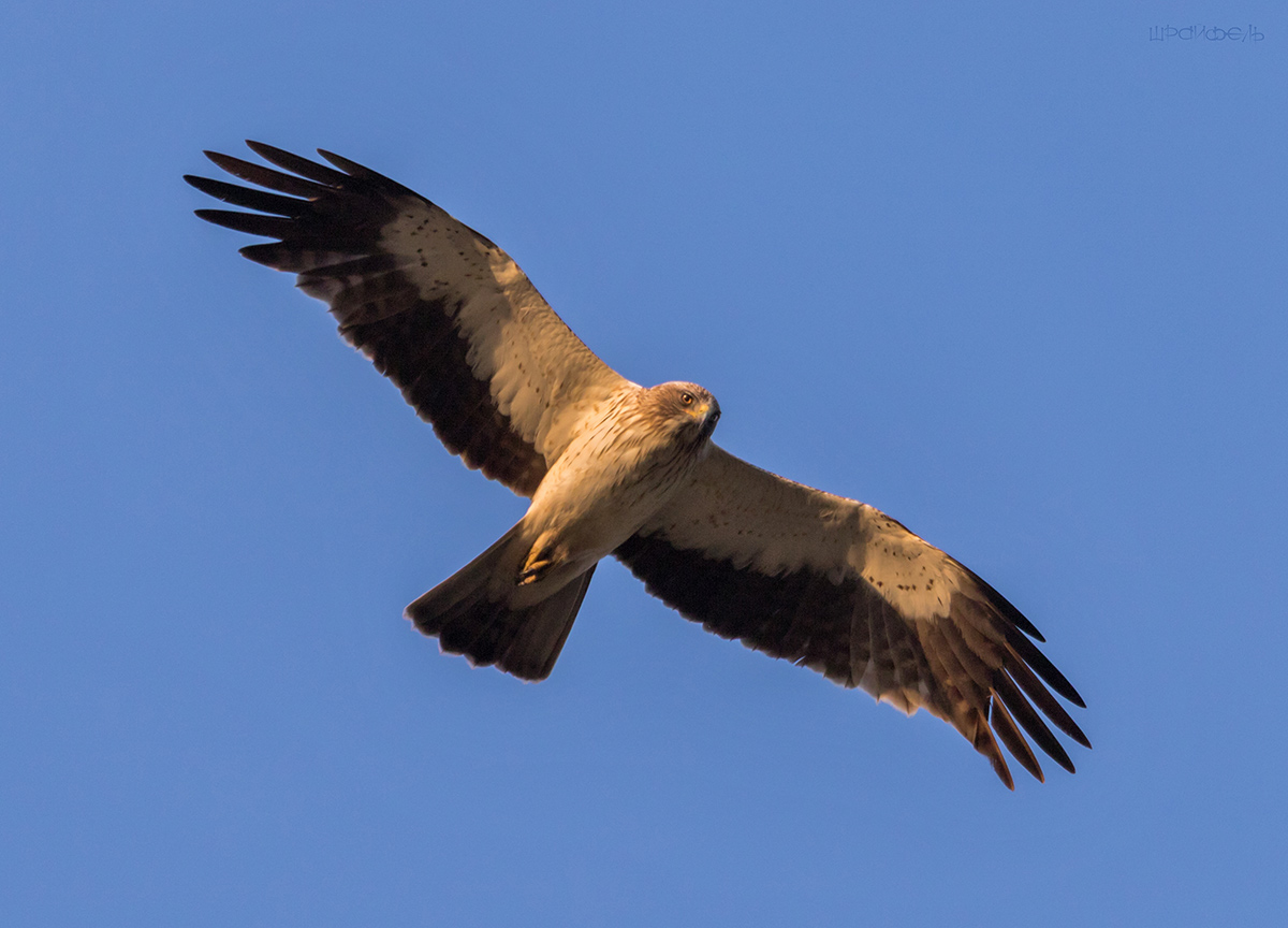 Орел-карлик светлой морфы