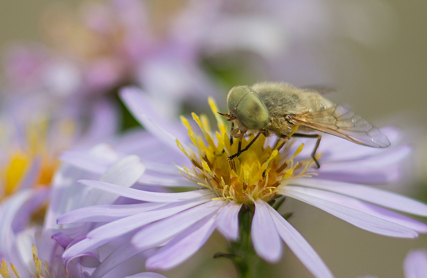 Муха-сладкоежка
