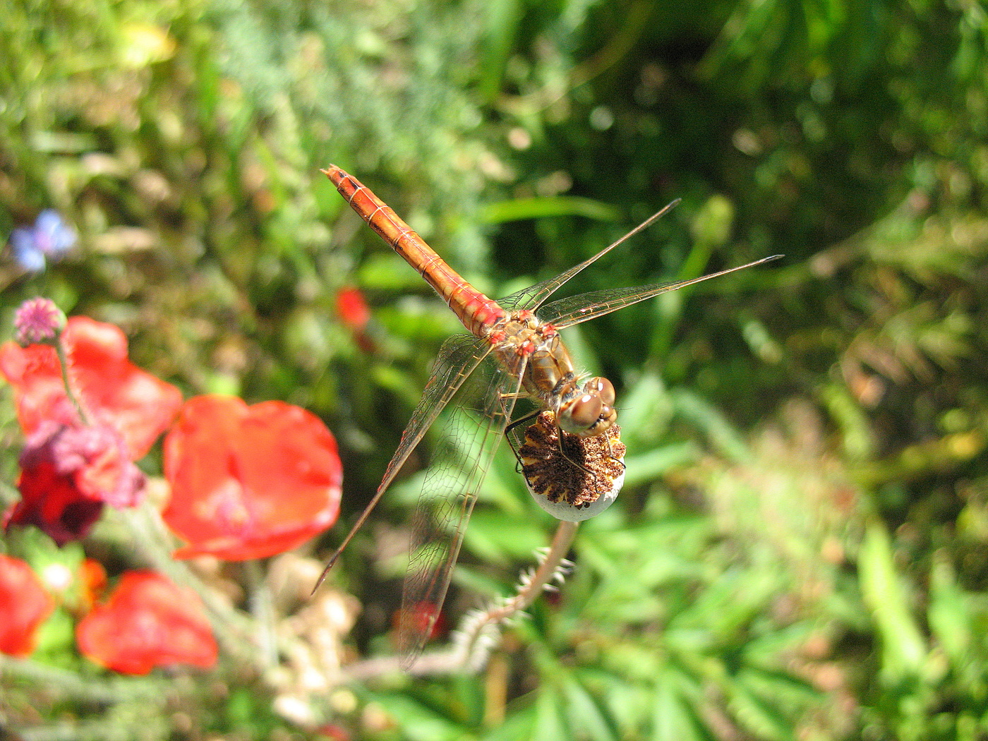 Стрекоза и маки