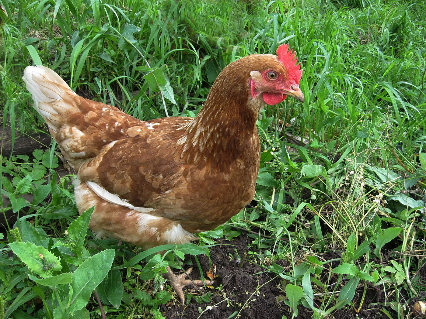 Любопытная.