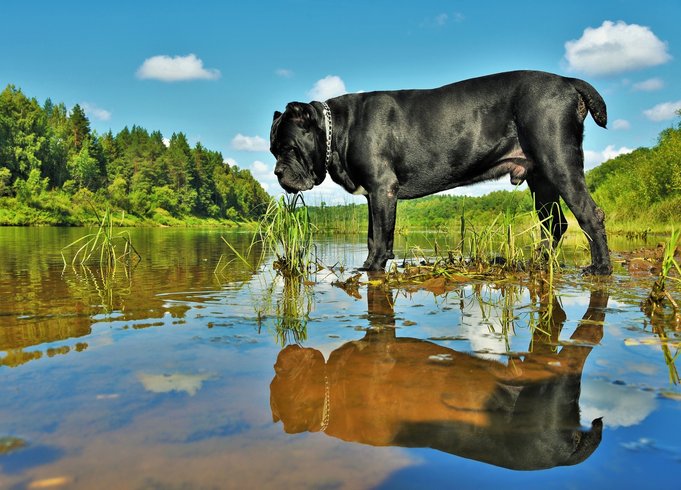 "Я совсем безобидный , не злой ..."