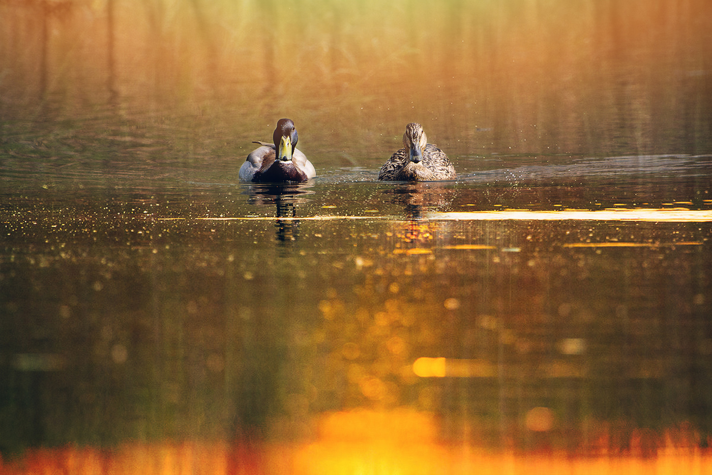 Супружеская пара