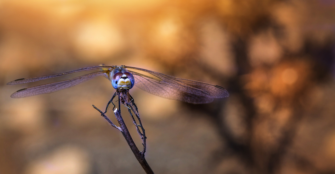 За трапезой...