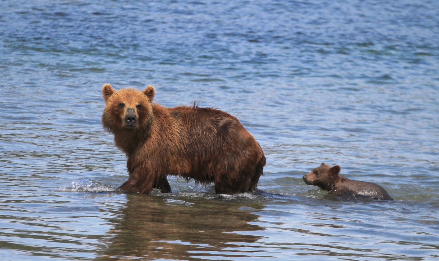 Мишкино детство