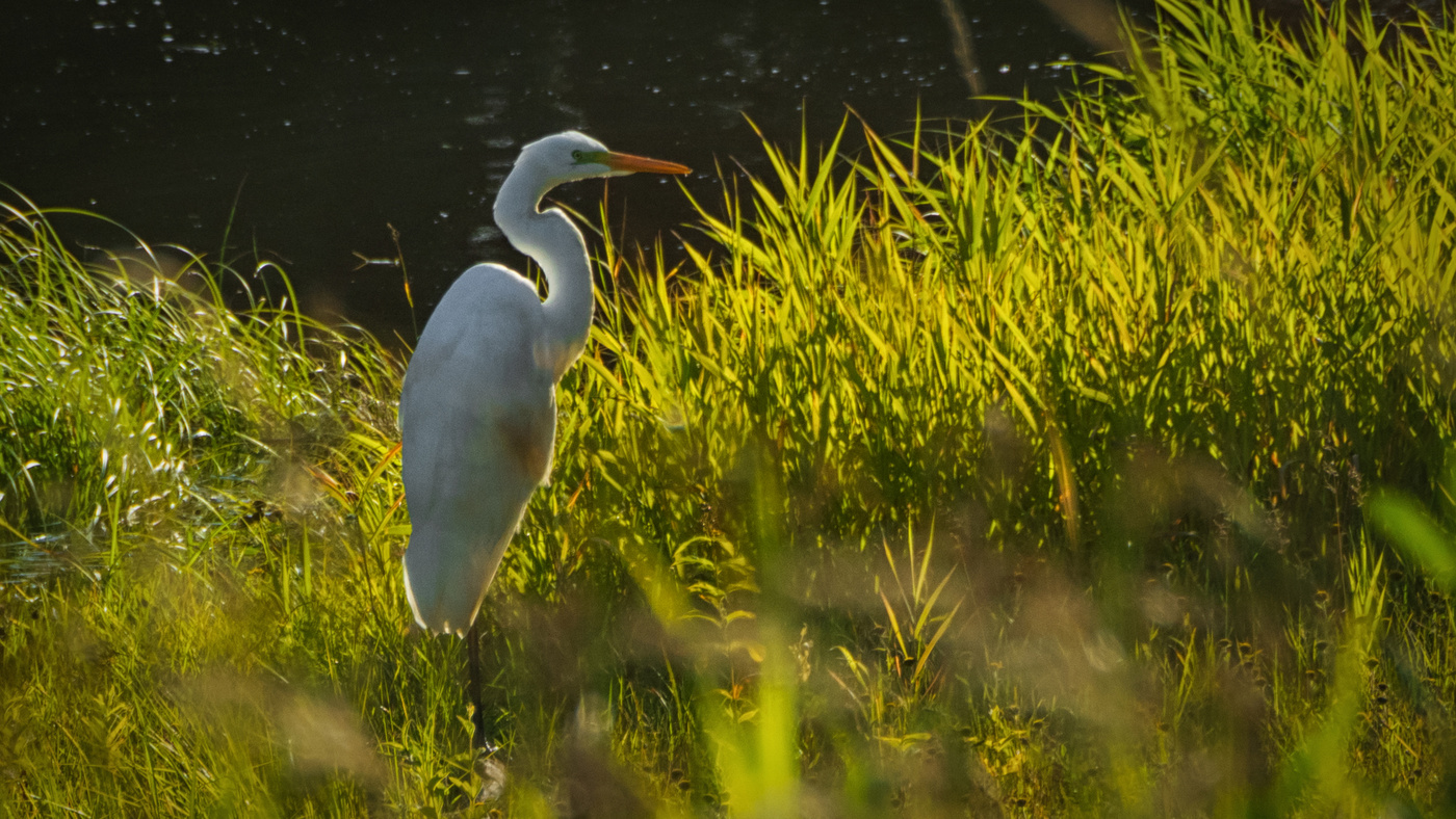 Птица белая