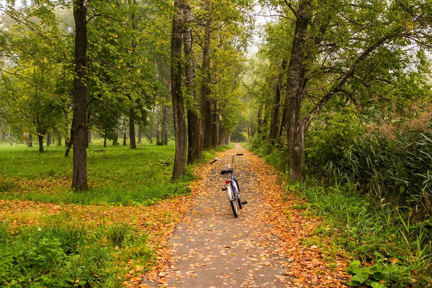 Утро в парке