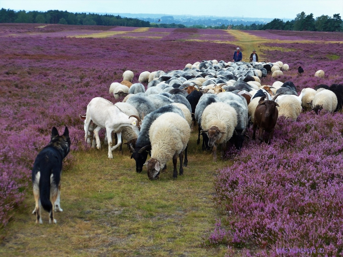 Fischbeker Heide Hamburg