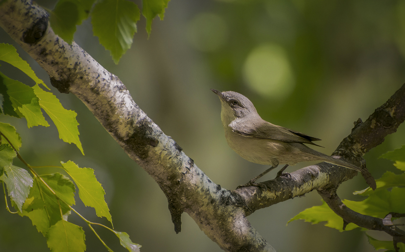 Славка мельничек.