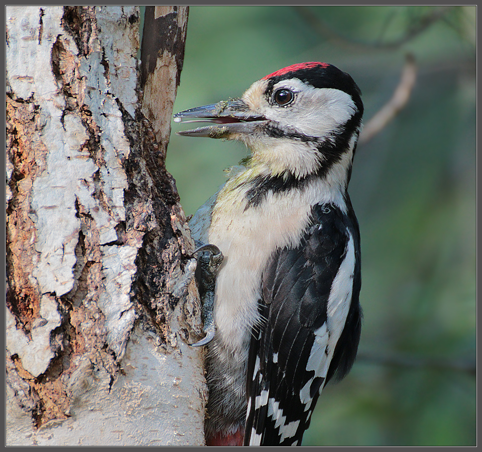 Профессионал