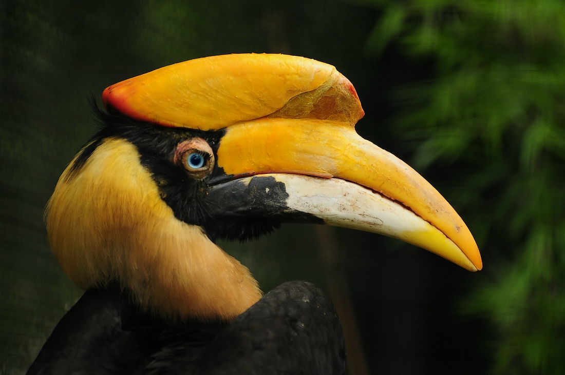 Большой индийский калао