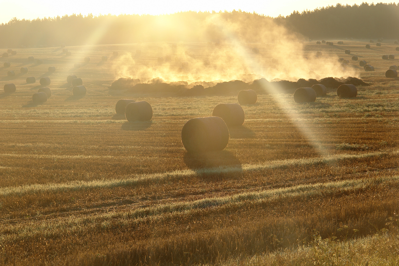 Золотистый туман.