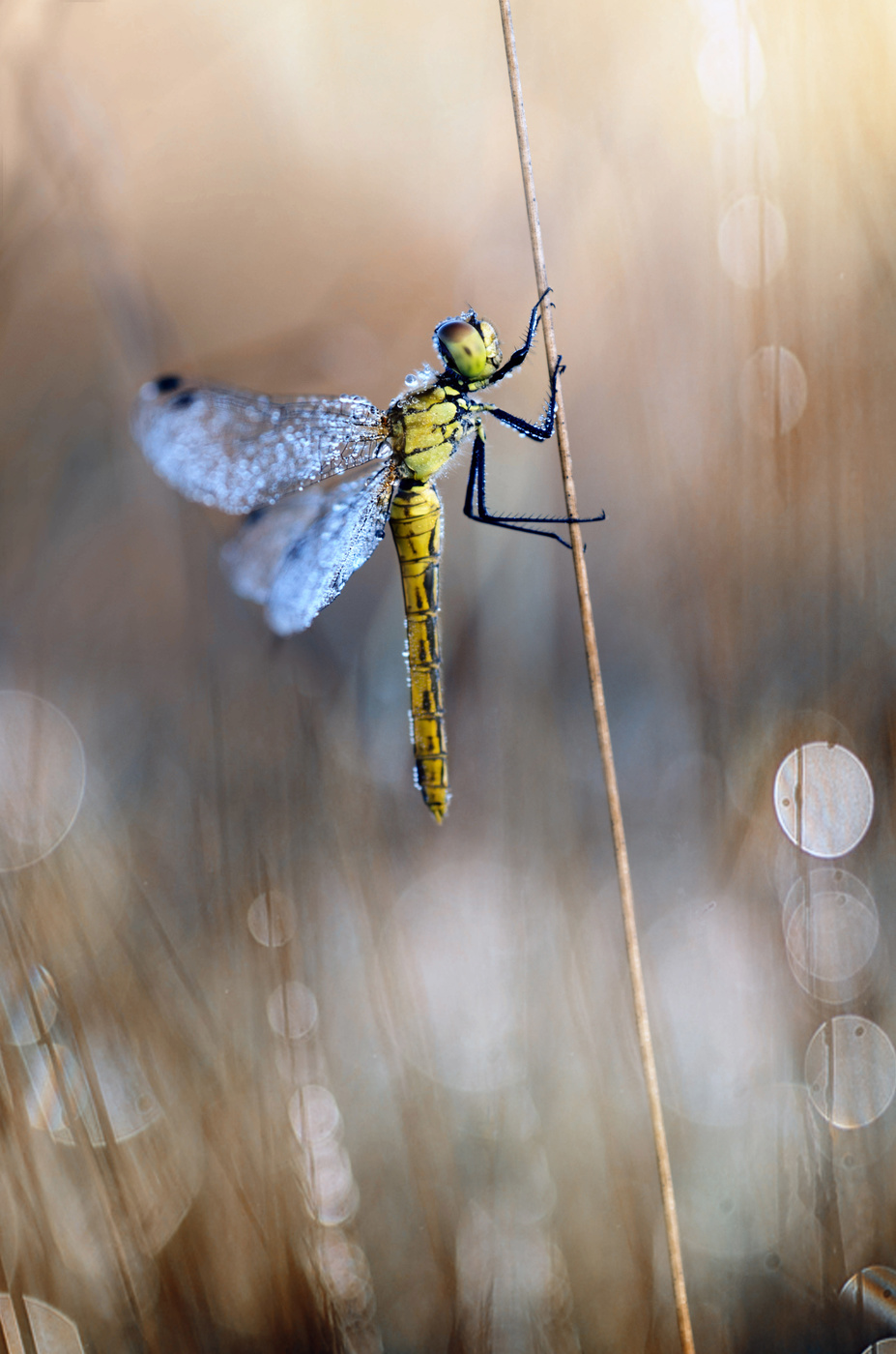 Стрекоза со свирелью...)