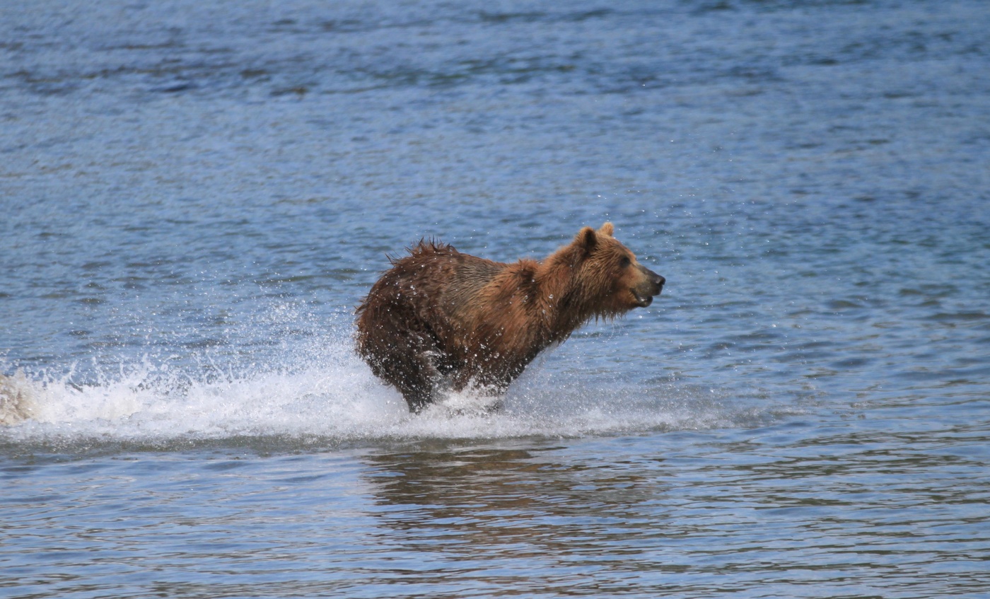 Аки посуху...