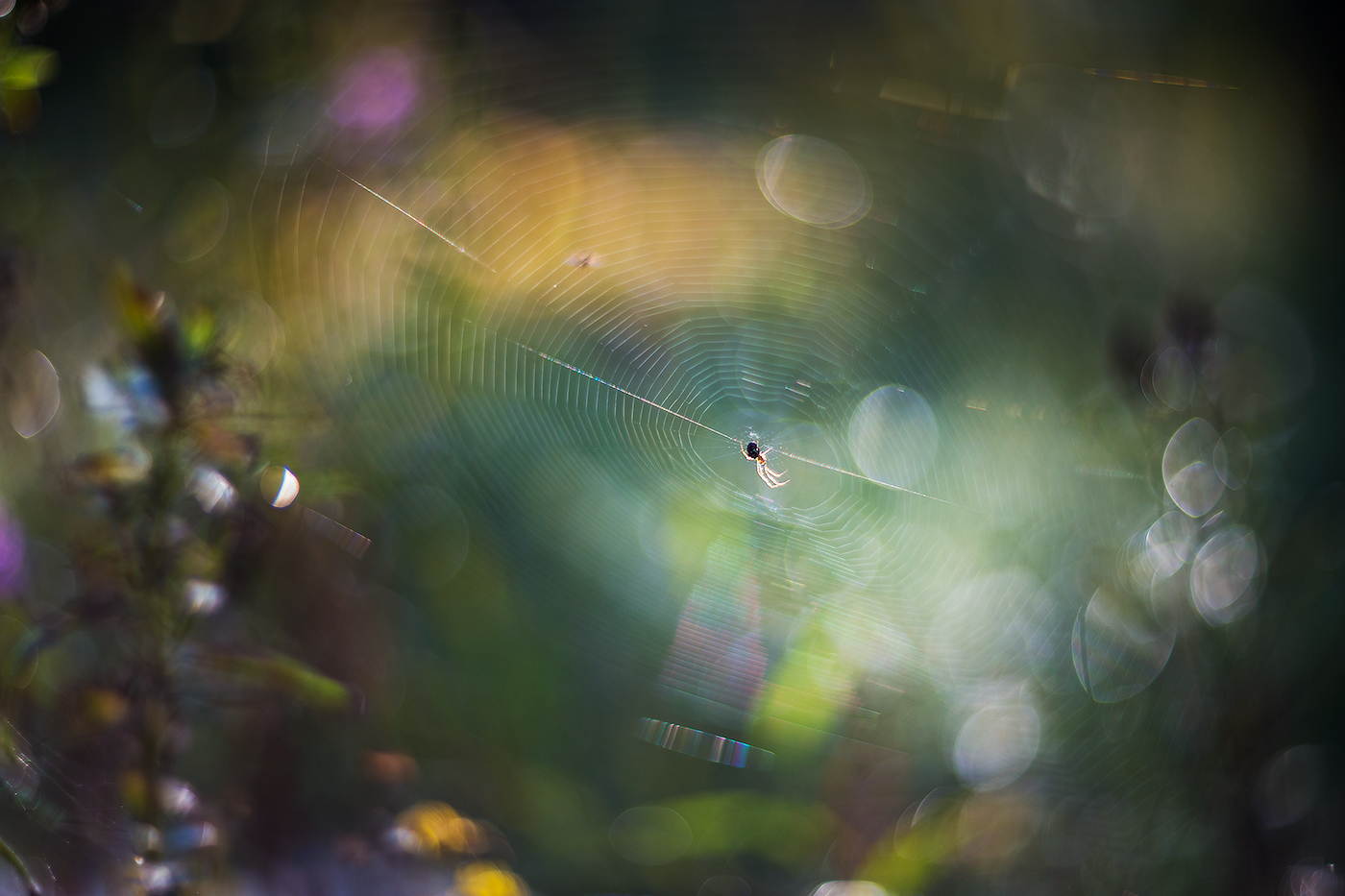 канатоходец