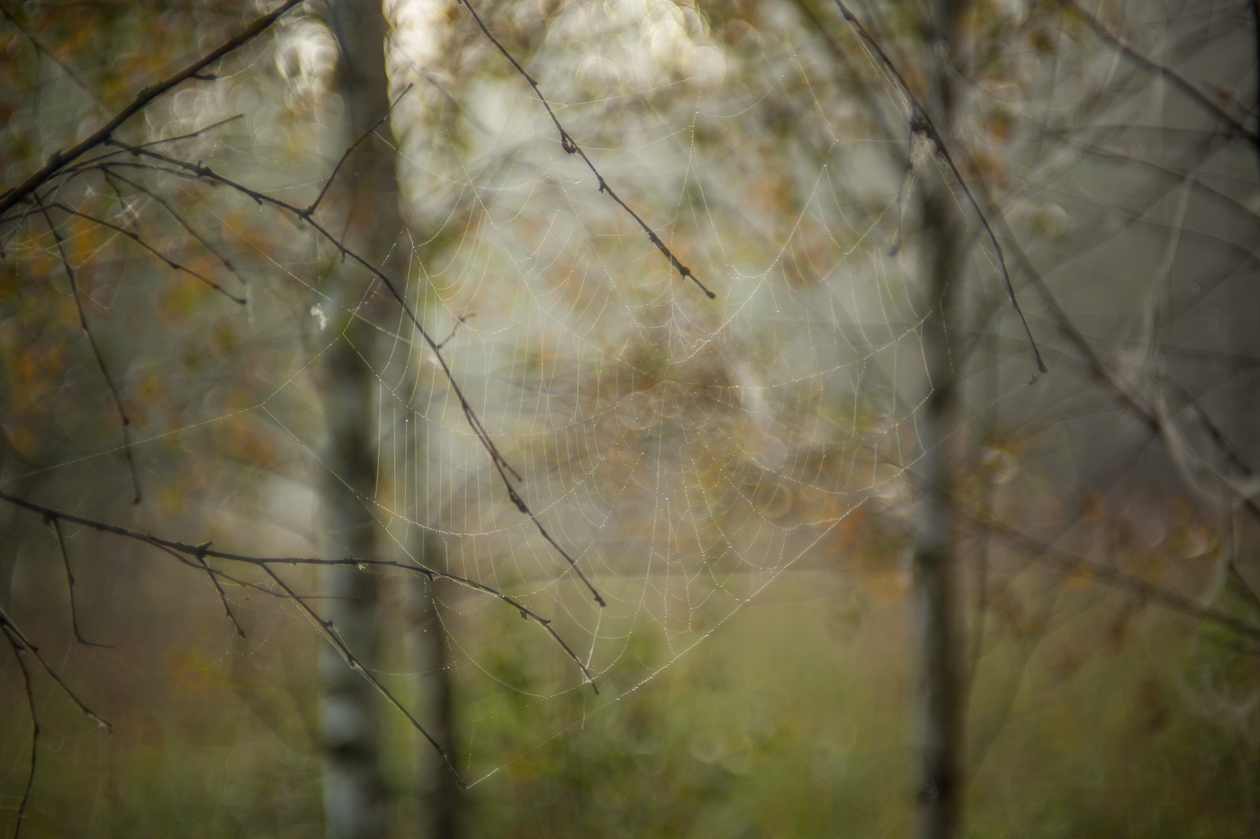 Дыхание осени