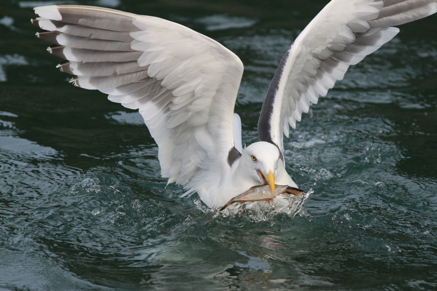 Морская пятница