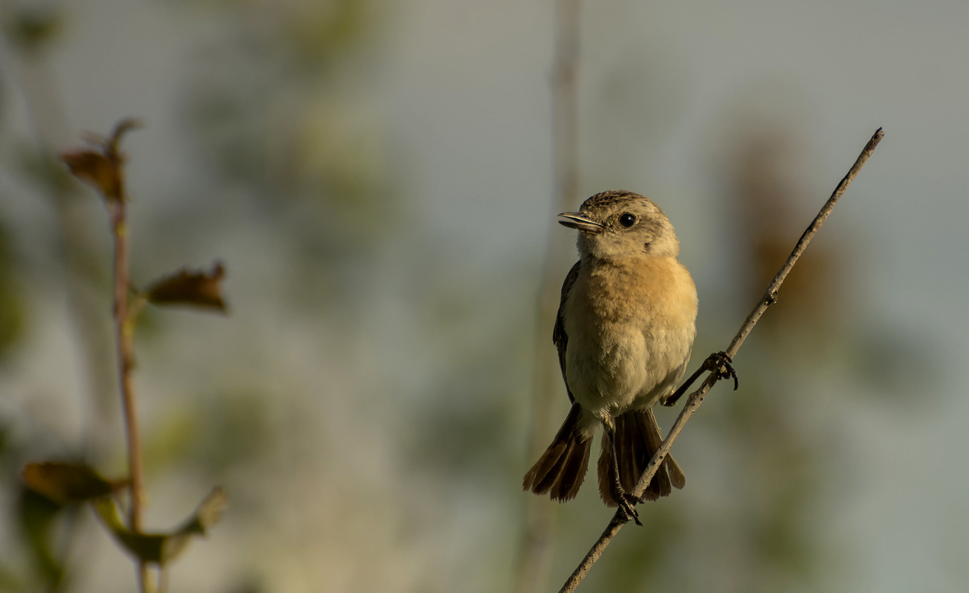 Черноголовый чекан (самка)