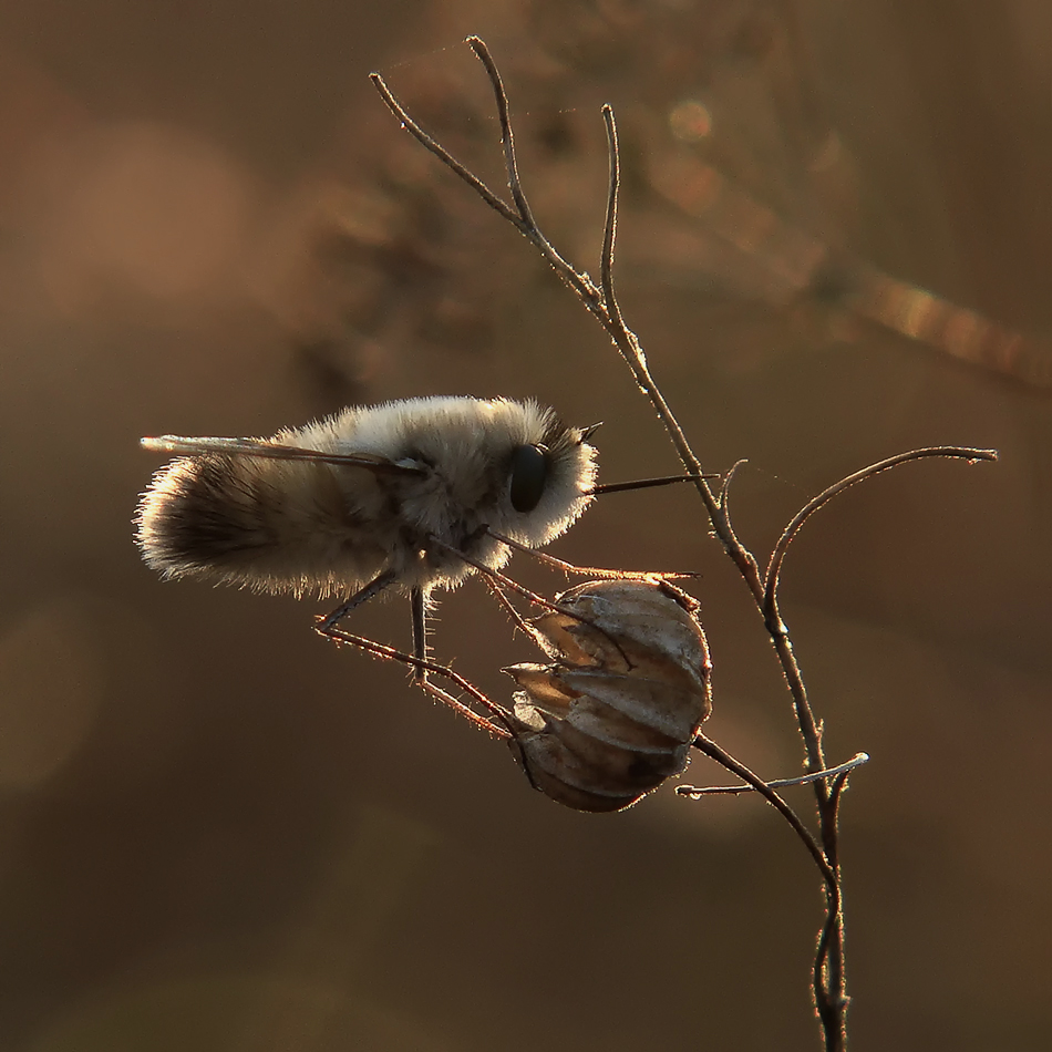Вечерний жужжа