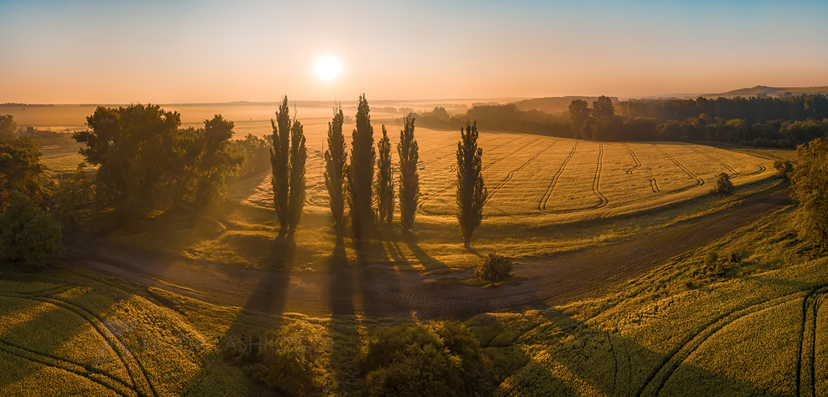 Тополя на рассвете