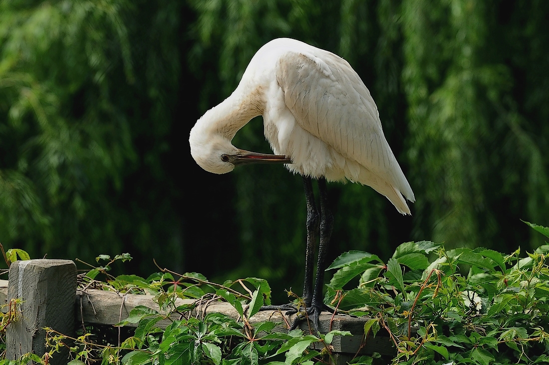 Пражский зоопарк