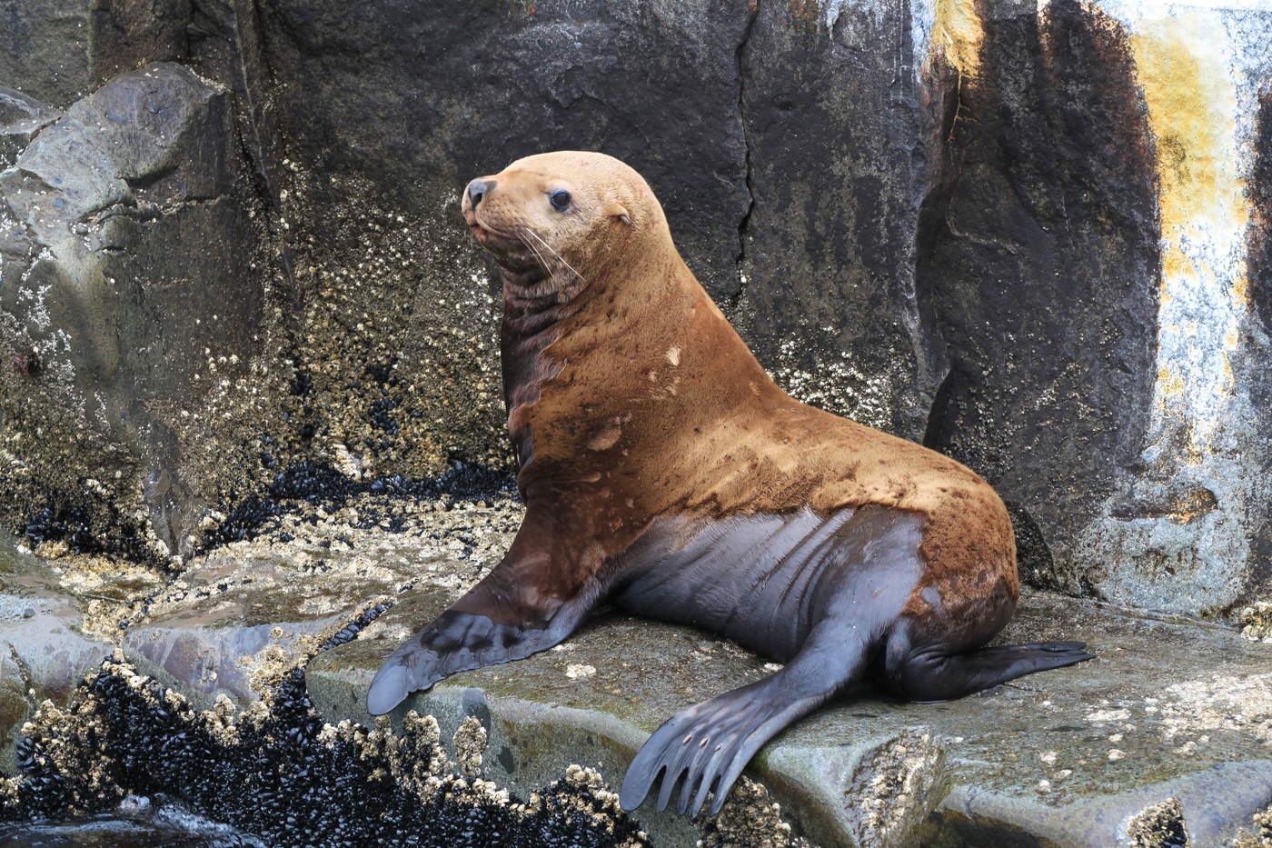 Снимай меня, фотограф!..