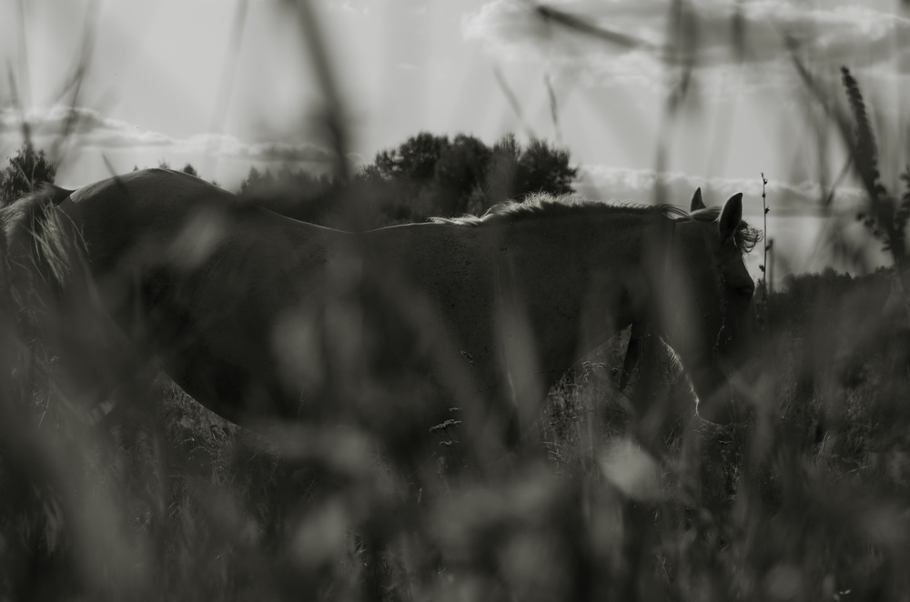 ло-о-о-оша-адь!