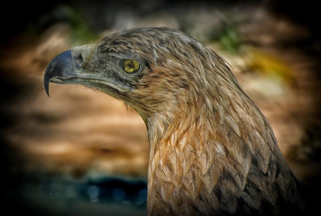 Сафари.Рамат-Ган