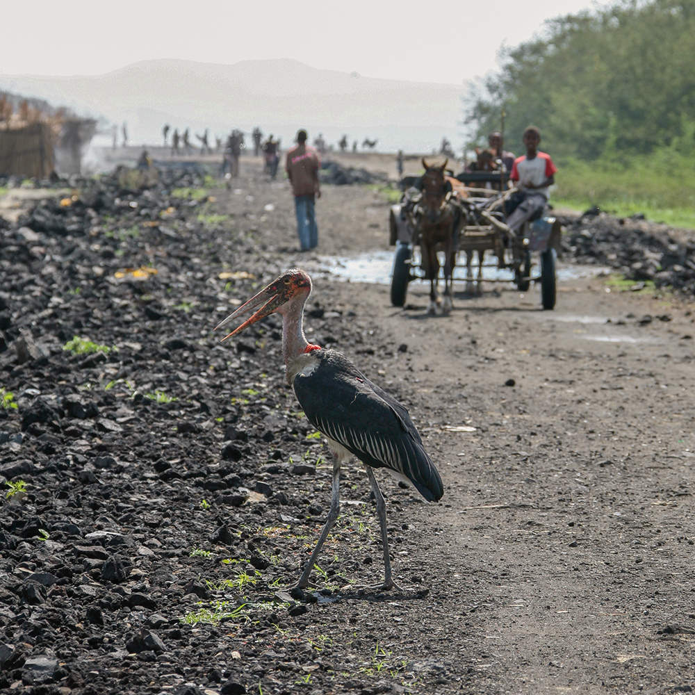 Бродячий ... марабу