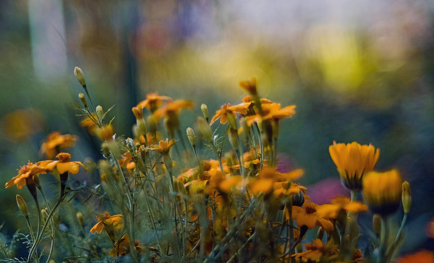 Ранним утром в саду