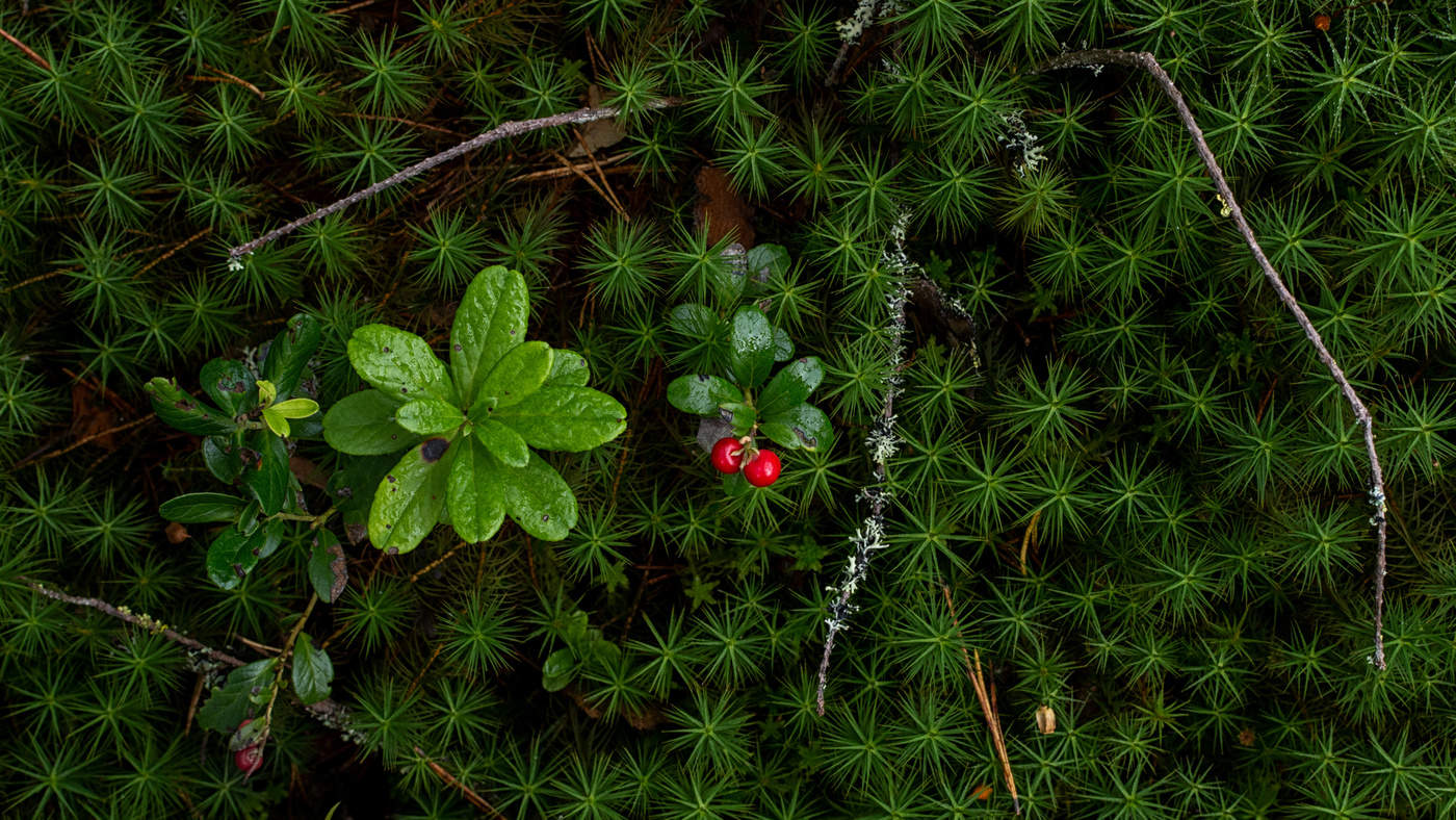 Две красные ягодки