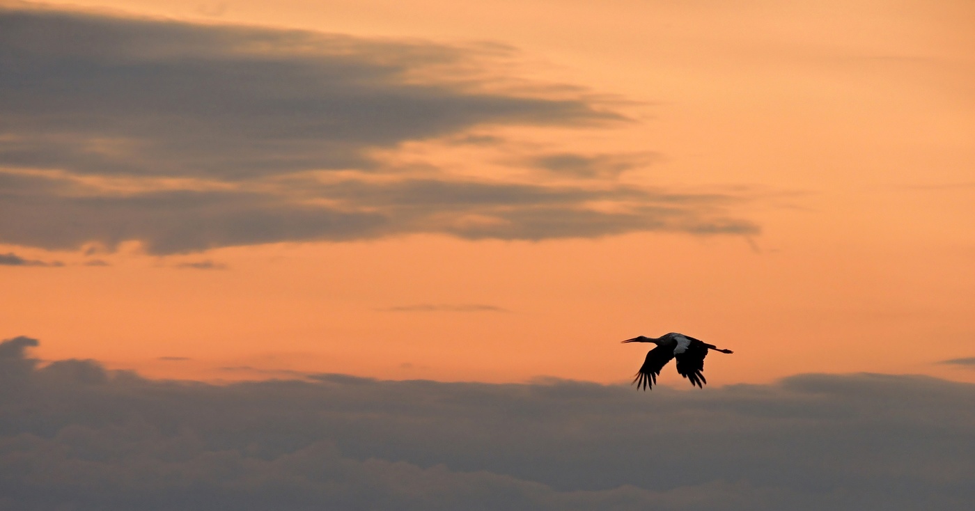 Утренний полёт
