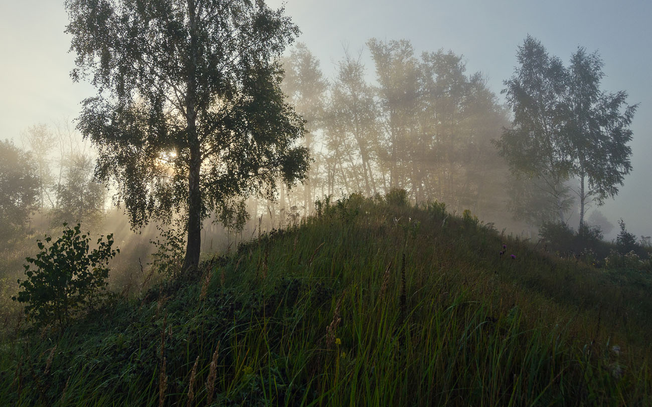 Берёзы на холме