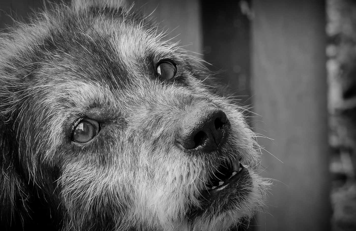 старый ворчливый пёс..