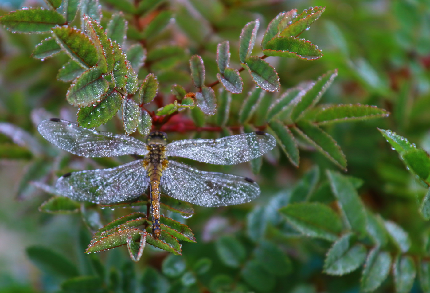 Безмятежный сон стрекозы