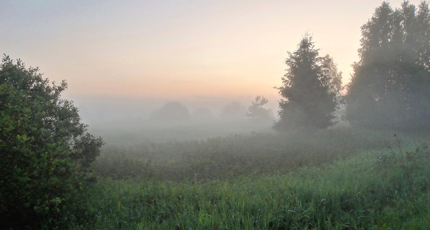 В тумане деревья, как призраки